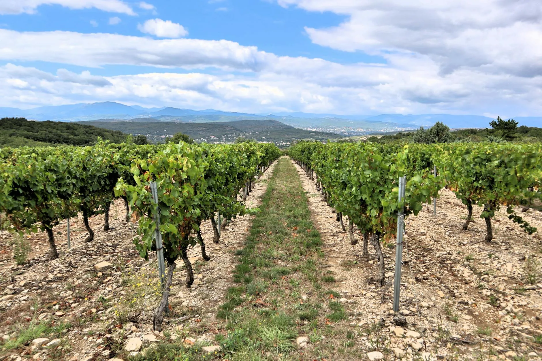 Le vignoble de Châteauneuf-du-Pape et ses galets roulés