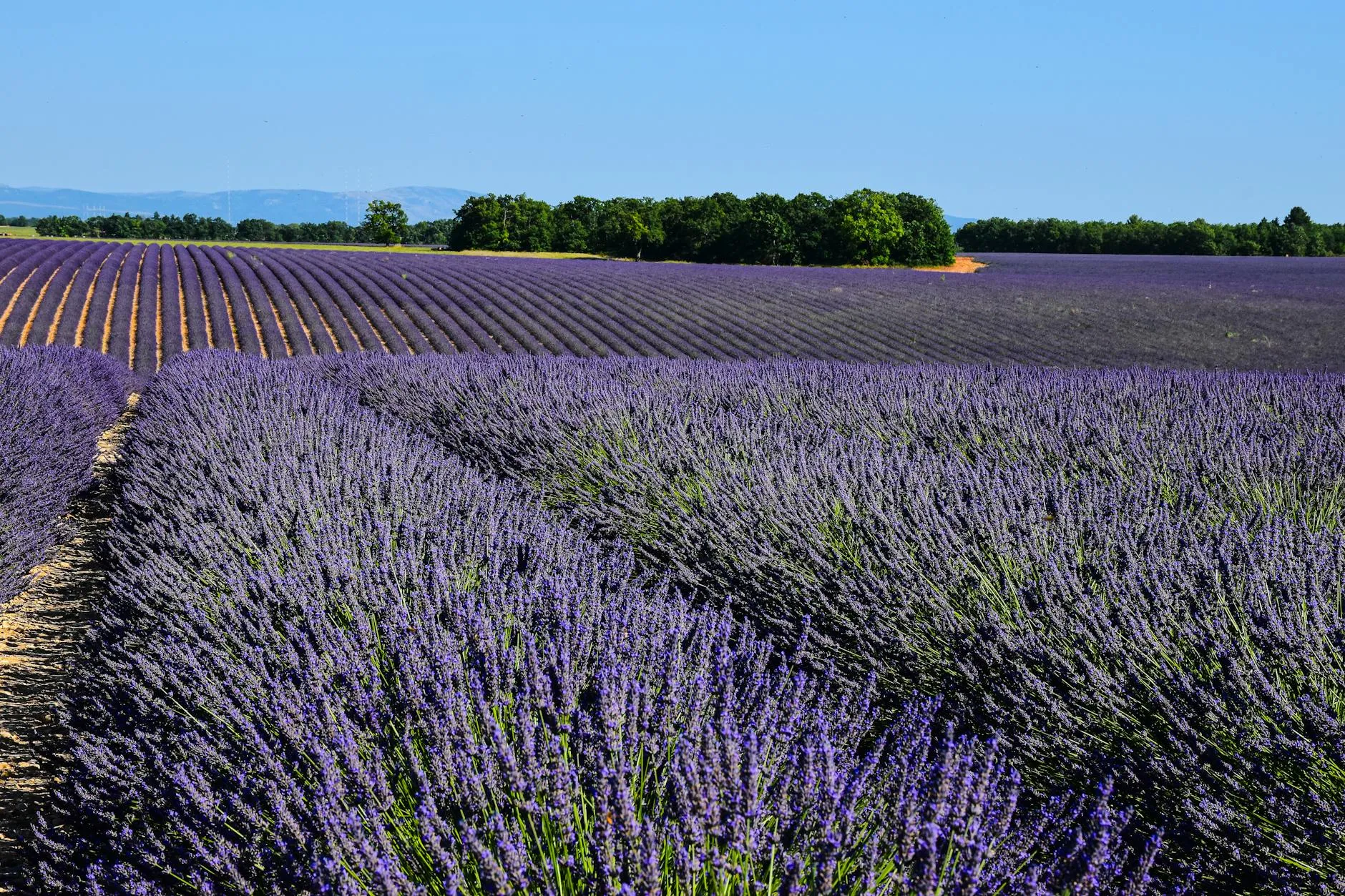 Plateau de Sault