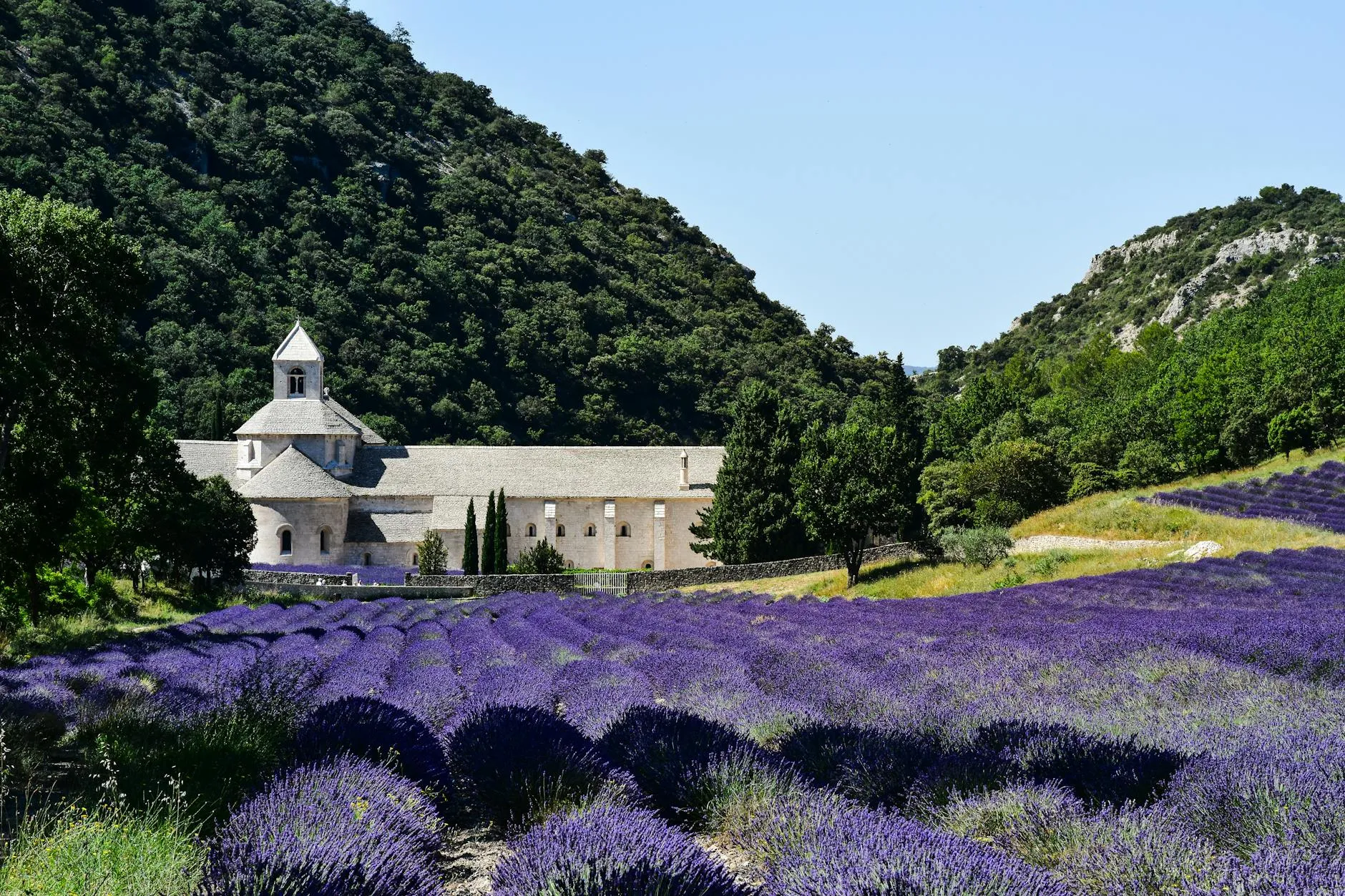 Abbaye cistercienne entourée de champs de lavande en Provence